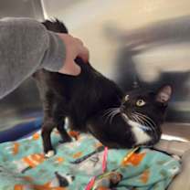 Thumbnail photo of Willis #2