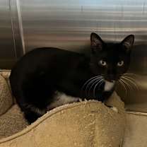 Thumbnail photo of Willis #3