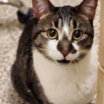 Thumbnail photo of Chirp #2