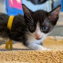 Thumbnail photo of Maestro- yellow collar #2