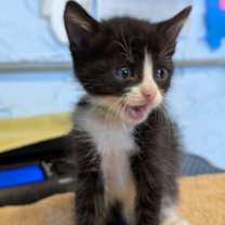 Thumbnail photo of Bond-green collar (manx) #2