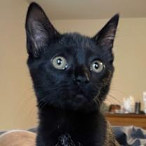 Thumbnail photo of Kitty Pryde #1