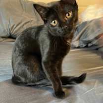 Thumbnail photo of Kitty Pryde #2