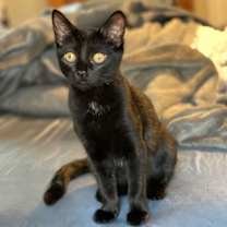 Thumbnail photo of Kitty Pryde #3