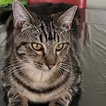 Thumbnail photo of Mesho #1