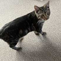 Thumbnail photo of Mesho #2