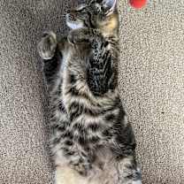 Thumbnail photo of Mesho #3