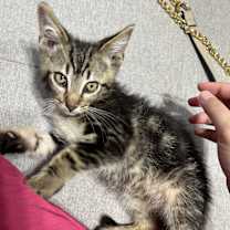 Thumbnail photo of Mesho #4