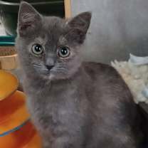 Thumbnail photo of Sugarplum #1