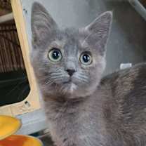 Thumbnail photo of Sugarplum #3