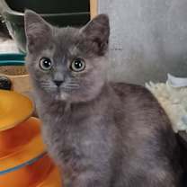 Thumbnail photo of Sugarplum #4