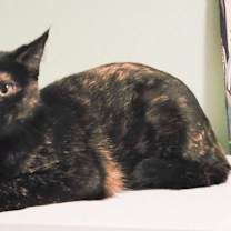 Thumbnail photo of Scotti #2