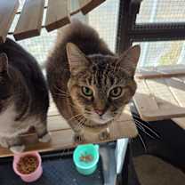 Thumbnail photo of Olaf #2