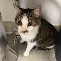 Thumbnail photo of Fluffers #2