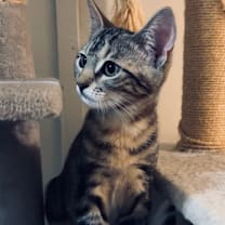 Thumbnail photo of Jingle #3