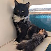 Thumbnail photo of Rue 25-6493F #3