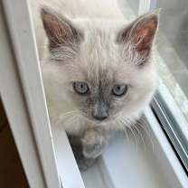 Thumbnail photo of Pearl #3