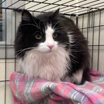 Thumbnail photo of Fuzz Ball #1