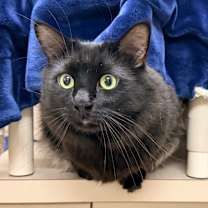 Thumbnail photo of Pugsley  #1