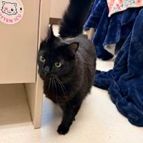 Thumbnail photo of Pugsley  #2