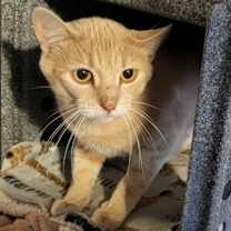 Thumbnail photo of Chocolate Orange #2