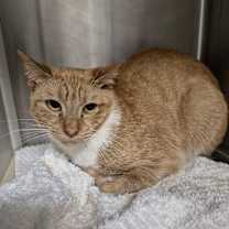 Thumbnail photo of Shyla #2