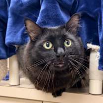 Thumbnail photo of Pugsley  #3