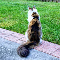 Thumbnail photo of Paw-ly #4