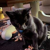 Thumbnail photo of Howl #2