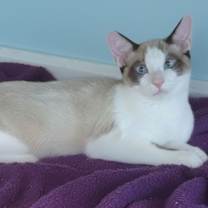 Thumbnail photo of Scallop #1