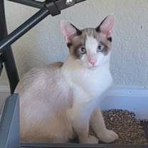 Thumbnail photo of Scallop #2