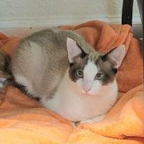 Thumbnail photo of Scallop #3