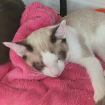 Thumbnail photo of Scallop #4