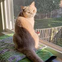 Thumbnail photo of Pippa #3