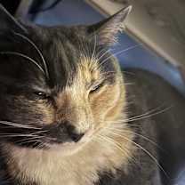 Thumbnail photo of Chocky #2