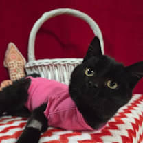 Thumbnail photo of TJ McStuffins #1