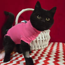 Thumbnail photo of TJ McStuffins #2