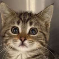 Thumbnail photo of Mira #1