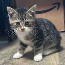 Thumbnail photo of Rumi #2