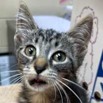 Thumbnail photo of Ellie #3