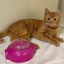 Thumbnail photo of Mayonnaise #1