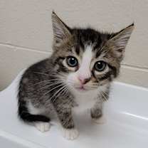 Thumbnail photo of Tucker #1