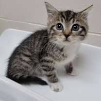 Thumbnail photo of Lottie #1