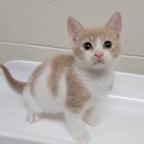 Thumbnail photo of Simba #1