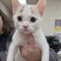 Thumbnail photo of Marvin #1