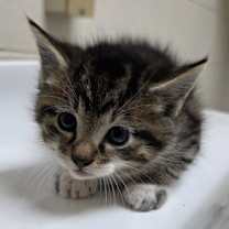 Thumbnail photo of Murphy #2