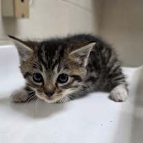 Thumbnail photo of Lottie #2