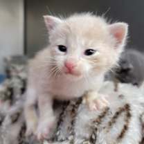 Thumbnail photo of Simba #2