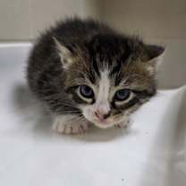 Thumbnail photo of Tucker #3