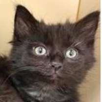 Thumbnail photo of Kala Chana #1